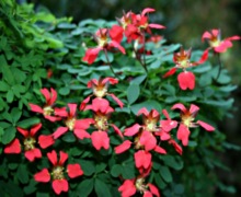 Loch Ness Garden - Tropeolum speciosum